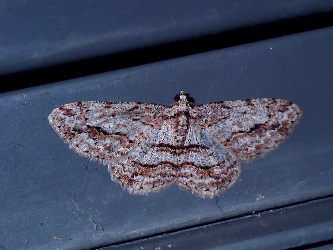 Moth - Didymoctenia exsuperata  Australia,Didymoctenia exsuperata,Moth,New South Wales
