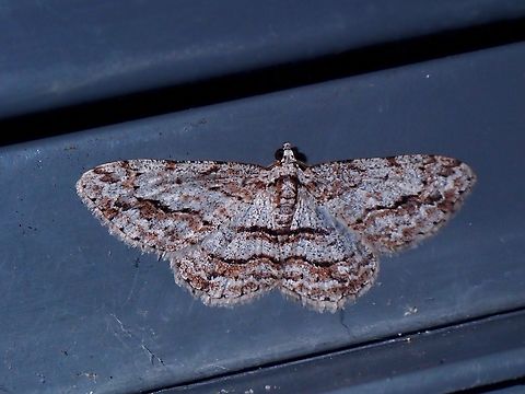 Moth - Didymoctenia exsuperata  Australia,Didymoctenia exsuperata,Moth,New South Wales