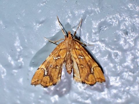Golden-Brown Fern Moth - Musotima nitidalis  Australia,Fern Moth,Golden-Brown Fern Moth,Moth,Musotima nitidalis,New South Wales