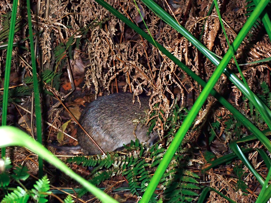 Long-Nosed Bandicoot - Perameles nasuta  Australia,Bandicoot,Jervis Bay,Long-Nosed Bandicoot,New South Wales,Perameles nasuta,Sydney