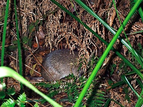 Long-nosed bandicoot