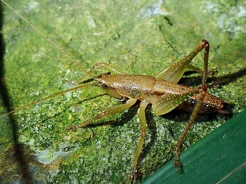 Olive-Green Coastal Katydid - Austrosalomona falcata  Australia,Austrosalomona falcata,Katydid,New South Wales,Olive-Green Coastal Katydid,Sydney