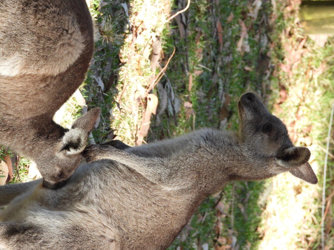 Too big to nurse? Sub-species - Mainland Eastern Grey Kangaroo Eastern Grey Kangaroo,Grey Kangaroo,Kangaroo,Macropus giganteus,Macropus giganteus giganteus,Mainland Eastern Grey Kangaroo,New South Wales,Sydney