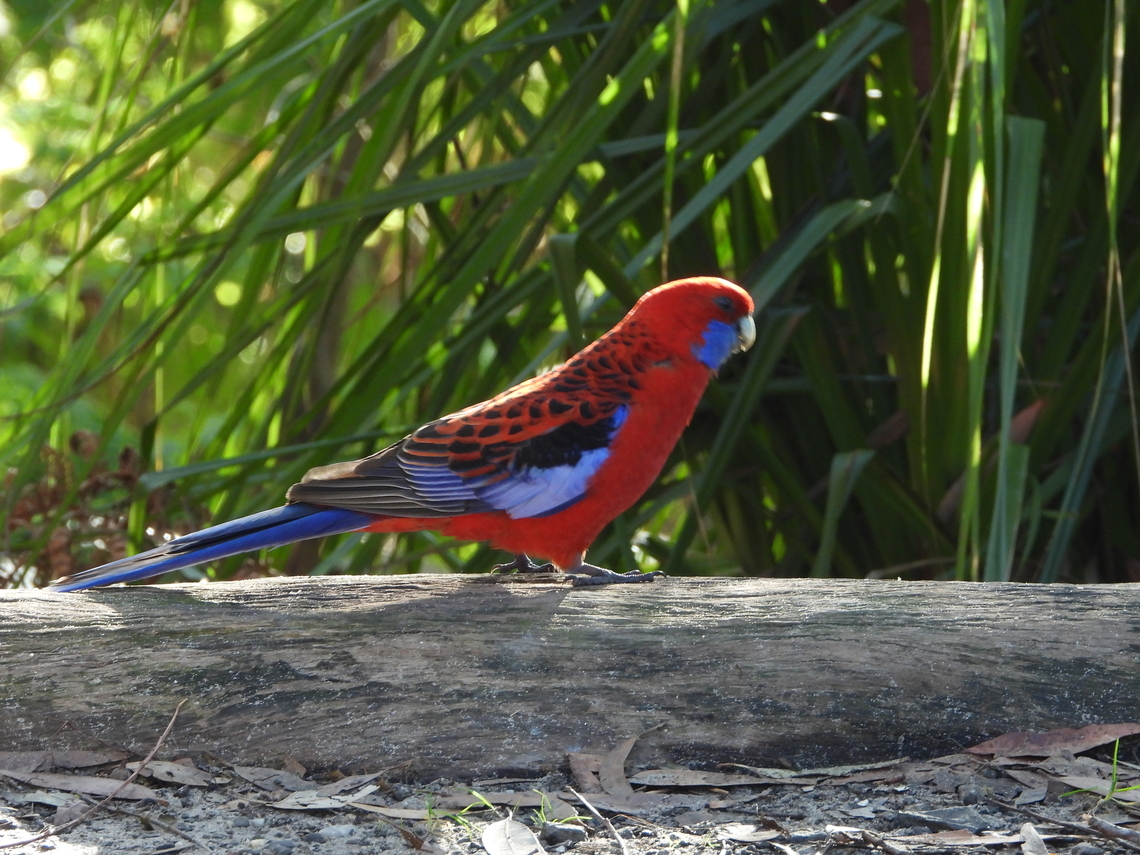 Crimson Rosella - Platycercus elegans  Australia,Bird,Crimson Rosella,New South Wales,Platycercus elegans,Sydney