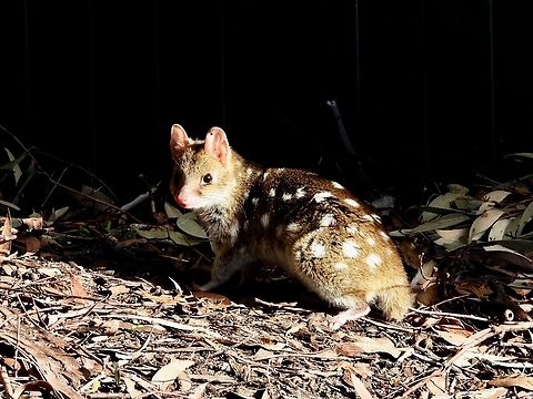 Eastern Quoll - Dasyurus viverrinus Re-introduced to National Park as part of conservation works.            Australia,Dasyurus viverrinus,Eastern Quoll,New South Wales,Quoll