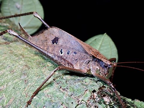 Long-Legged Katydid - Eumecopoda granulosa Newly described in 2020 Eumecopoda granulosa,Katydid,Long-Legged Katydid,Palawan,Philippines