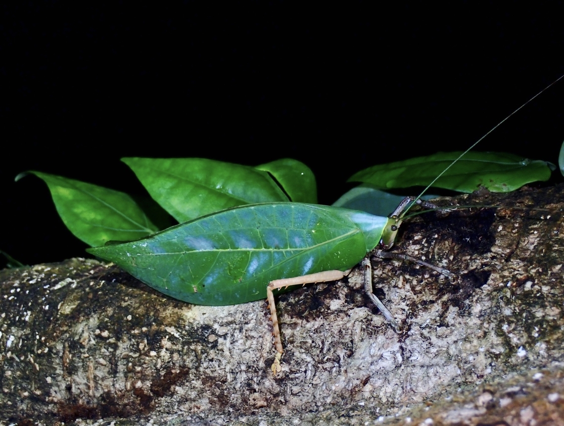 Leaf  Katydid,Onomarchus leuconotus,Palawan,Philippines