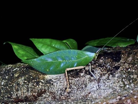 Leaf  Katydid,Onomarchus leuconotus,Palawan,Philippines