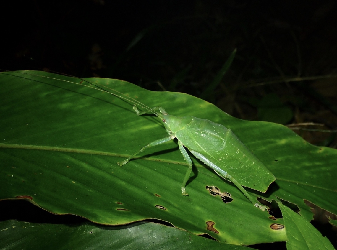 Katydid - Temnophyllus insularis  Katydid,Palawan,Philippines,Temnophyllus insularis