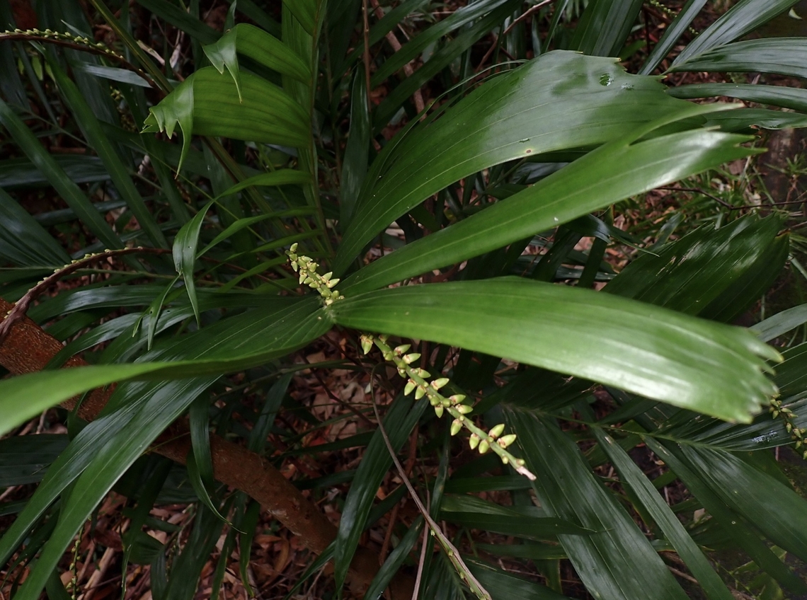 Walking Stick Palm - Linospadix monostachyus  Australia,Flower,Linospadix monostachyos,Palm,Plant,Sydney,Walking Stick Palm