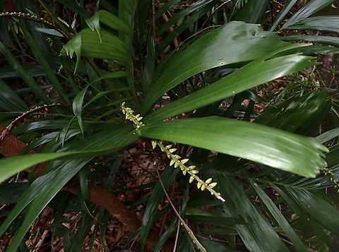 Walking Stick Palm - Linospadix monostachyus  Australia,Flower,Linospadix monostachyos,Palm,Plant,Sydney,Walking Stick Palm