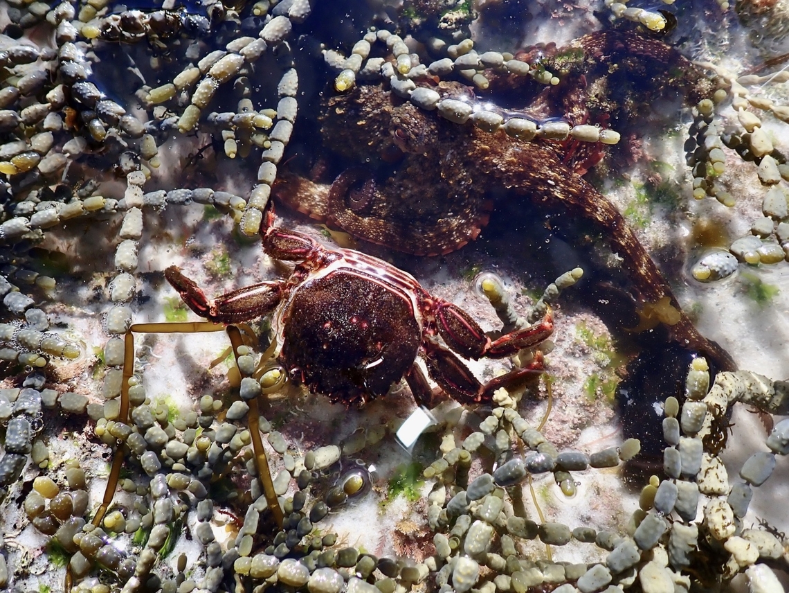 Moult Moult of Red Rock Crab, next to an Octopus<br />
<br />
X2 Australia,Crab,Guinusia chabrus,Red Rock Crab,Rock Crab,Sydney