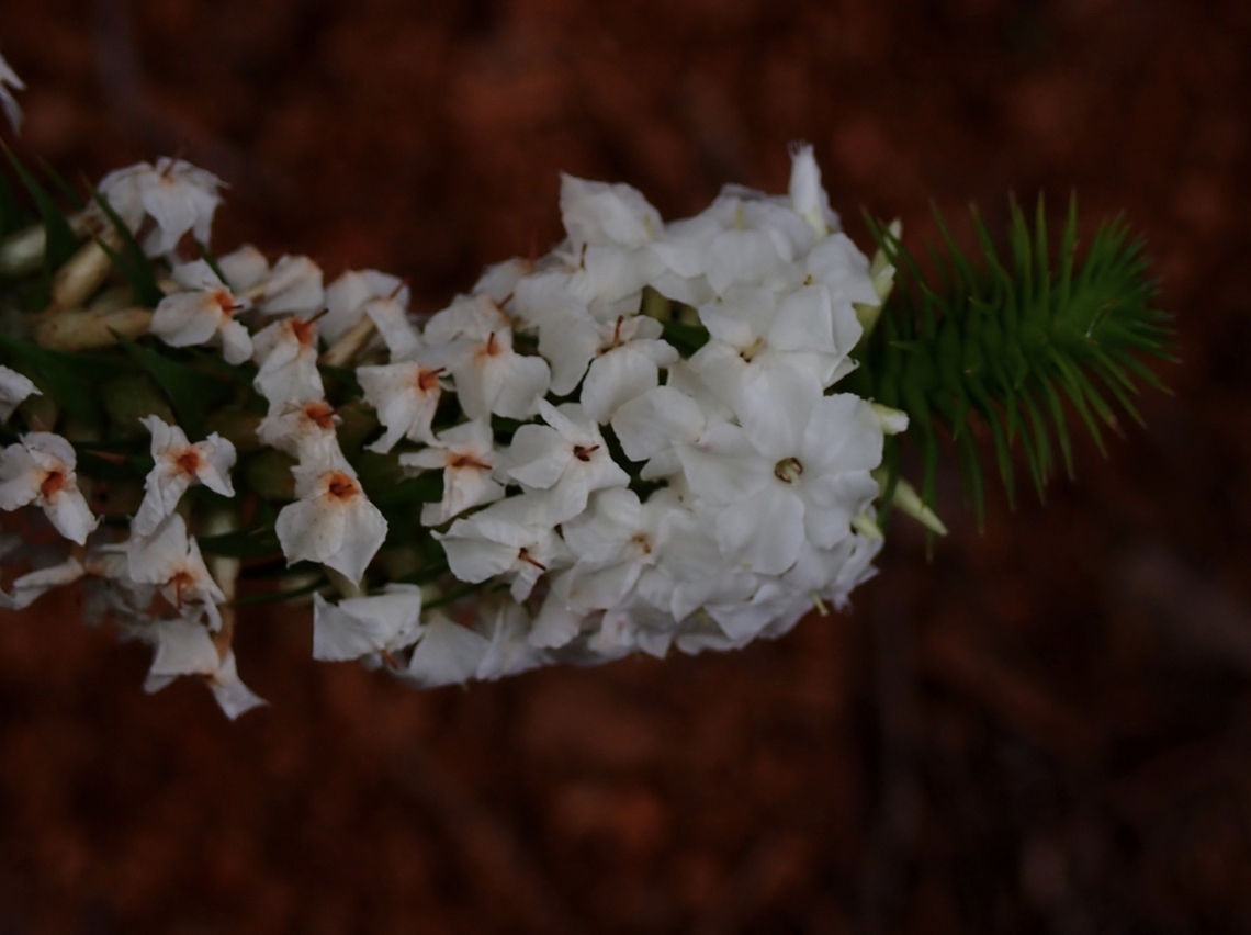 Snow Wreath - Woollsia pungens  Australia,Flower,Plant,Snow Wreath,Sydney,Woollsia pungens