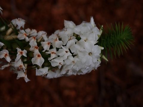 Snow Wreath - Woollsia pungens  Australia,Flower,Plant,Snow Wreath,Sydney,Woollsia pungens