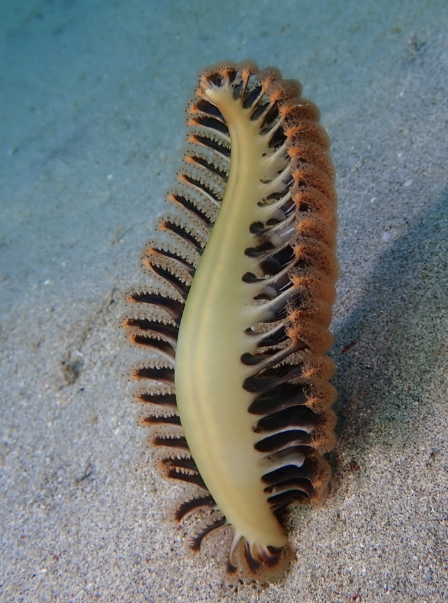Sea Pen - Pteroeides argenteum  Anilao,Batangas,Philippines,Pteroeides argenteum,Sea Pen