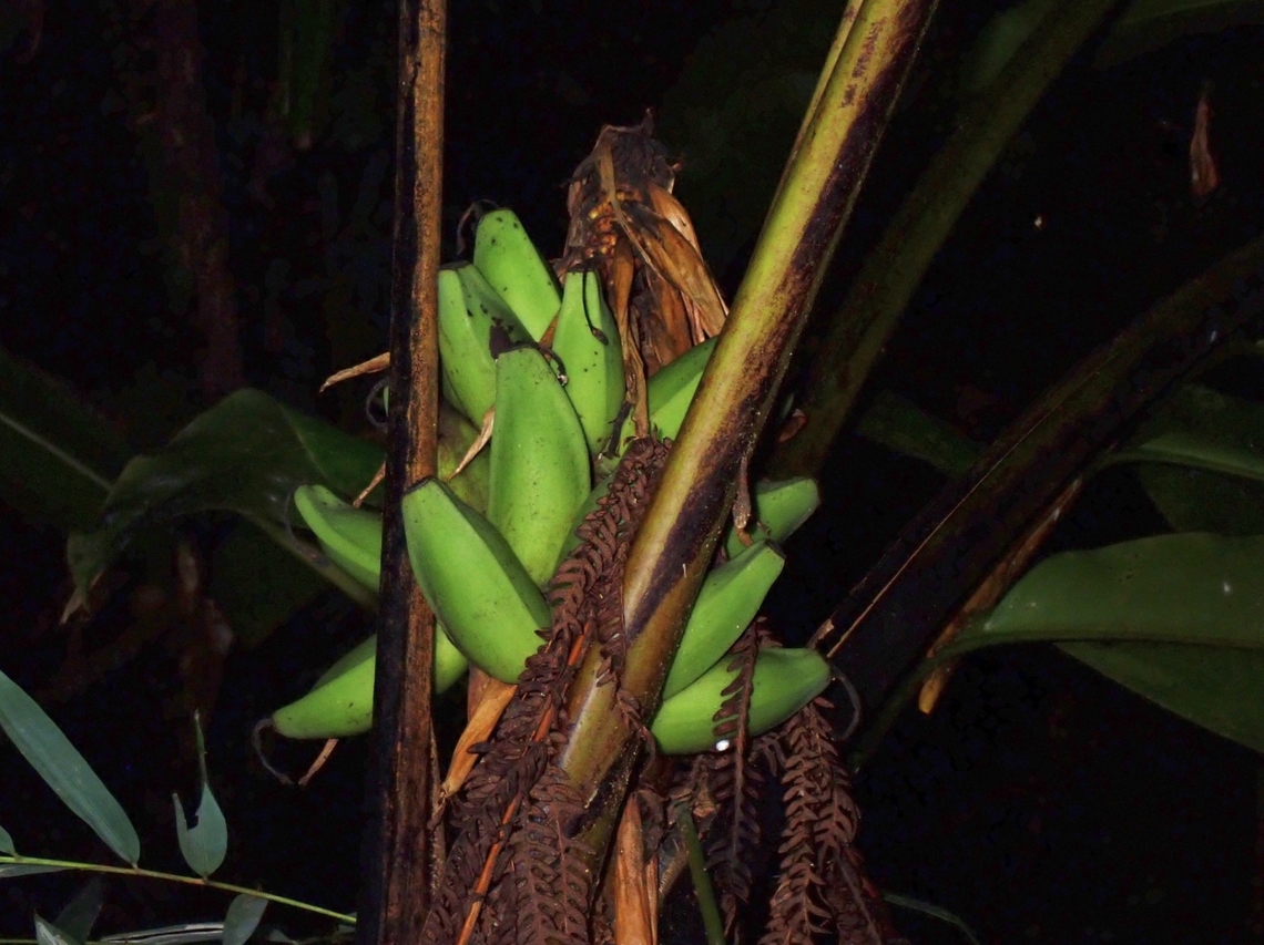 Wild Bananas - Musa violascens  Banana,Fruit,Malaysia,Musa violascens,Pahang,Wild Banana