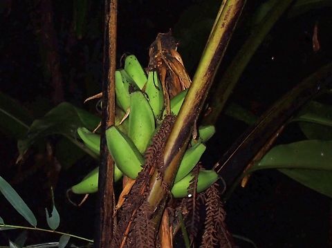Wild Bananas - Musa violascens  Banana,Fruit,Malaysia,Musa violascens,Pahang,Wild Banana