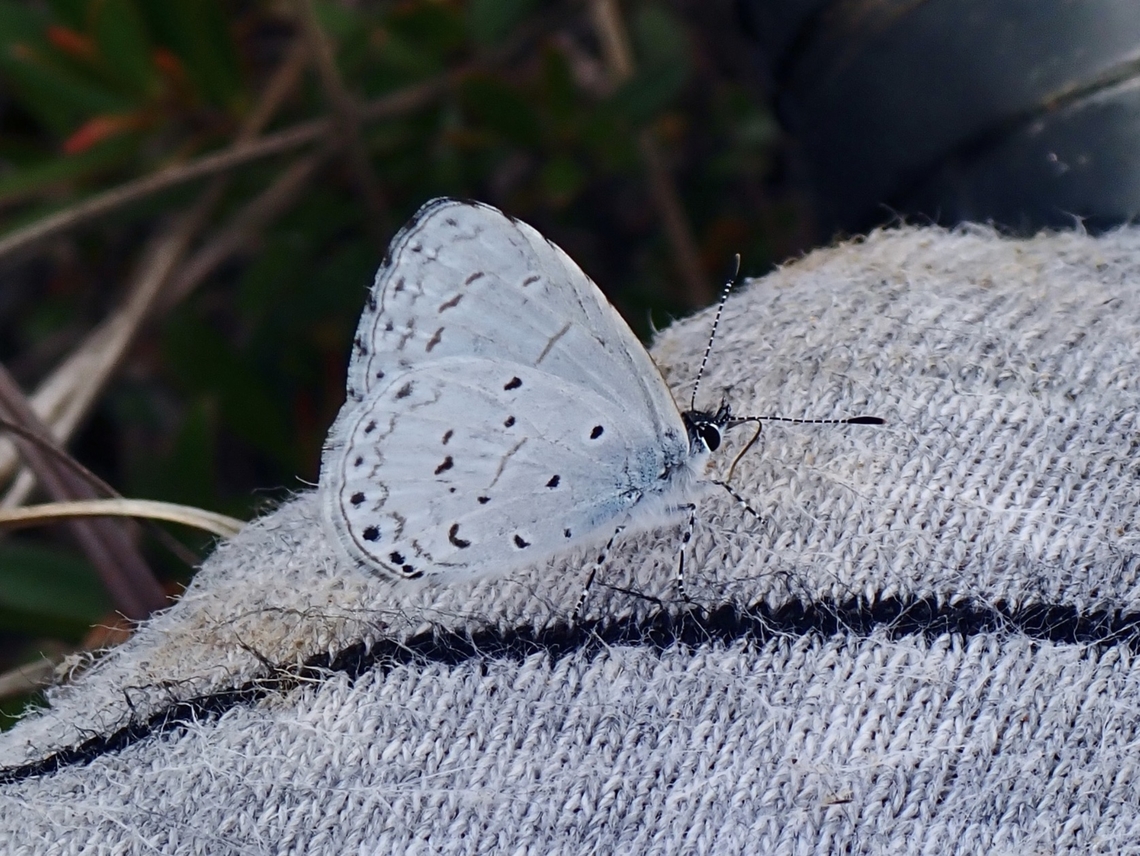 Pale Hedge Blue - Udara dilecta  Butterfly,Palawan,Pale Hedge Blue,Philippines,Udara dilecta