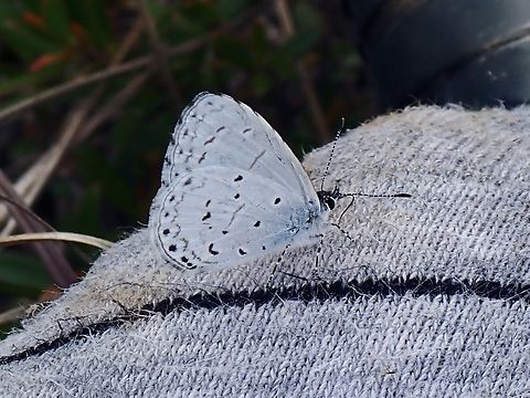 Pale Hedge Blue - Udara dilecta  Butterfly,Palawan,Pale Hedge Blue,Philippines,Udara dilecta