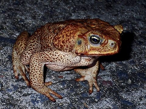 Cane Toad - Rhinella marina  Albay,Cane Toad,Philippines,Rhinella marina,Toad