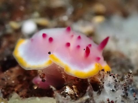 Nudibranch - Mexichromis mariei  Bali,Indonesia,Mexichromis mariei,Nudibranch,Tulamben