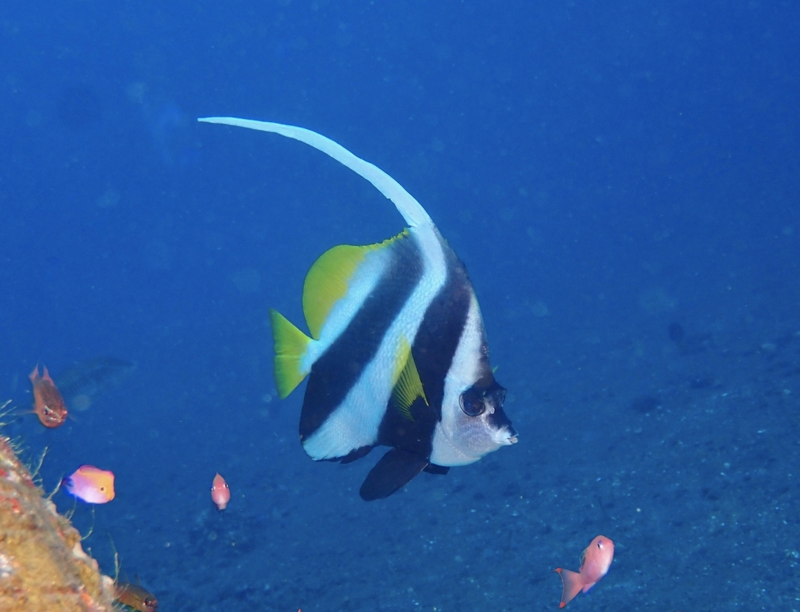 Longfin Bannerfish - Heniochus acuminatus  Bali,Bannerfish,Fish,Heniochus acuminatus,Indonesia,Longfin Bannerfish,Tulamben