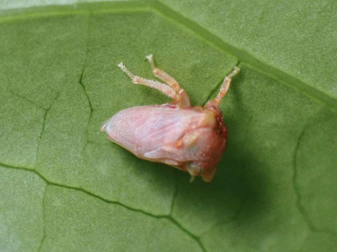 Treehopper - Sipylus dilatatus Tentative ID Hopper,Palawan,Philippines,Sipylus dilatatus,Treehopper