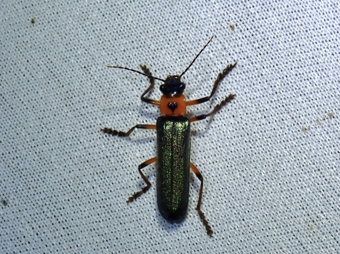 Soldier Beetle - Themus mamutensis Tentative ID Beetle,Malaysia,Sabah,Soldier Beetle,Themus mamutensis