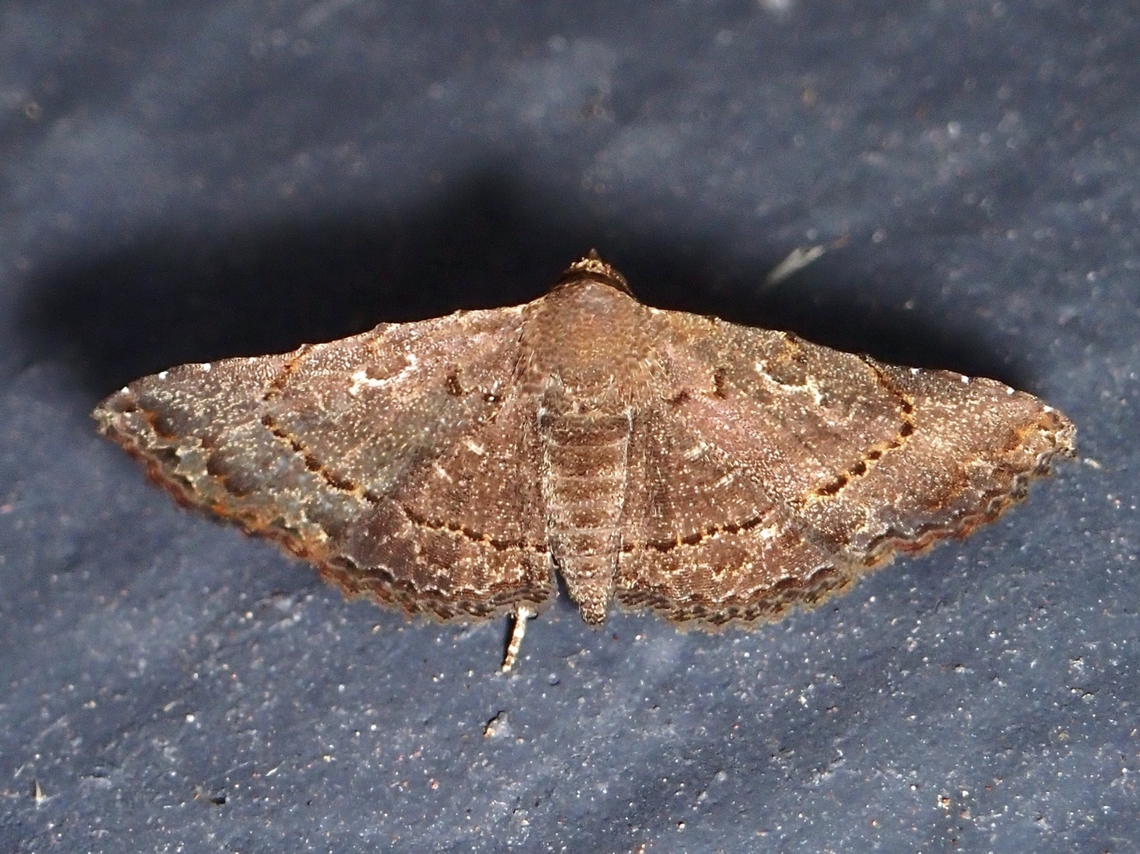Moth - Rhesala nigricans  Malaysia,Moth,Pahang,Rhesala nigricans