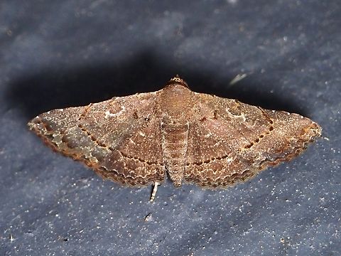 Moth - Rhesala nigricans  Malaysia,Moth,Pahang,Rhesala nigricans