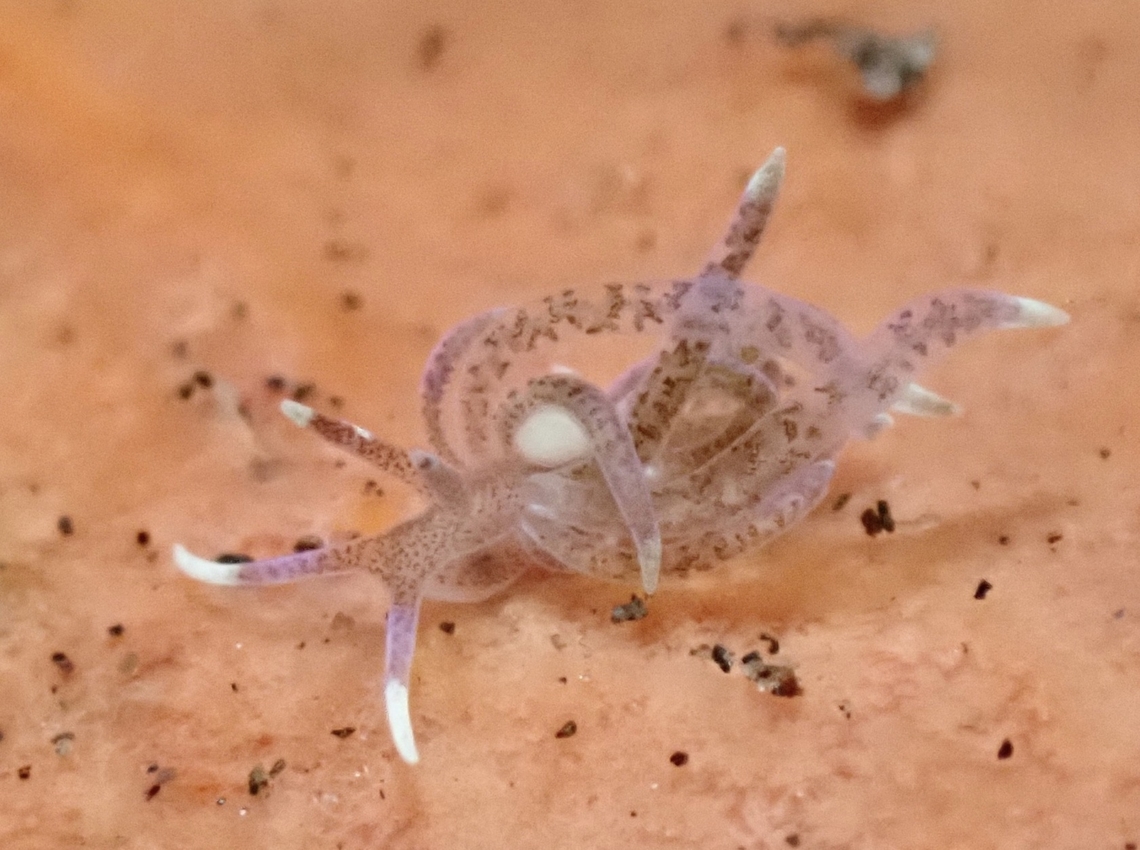 Nudibranch - Phyllodesmium macphersonae X2 Bali,Indonesia,Nudibranch,Phyllodesmium macphersonae,Tulamben