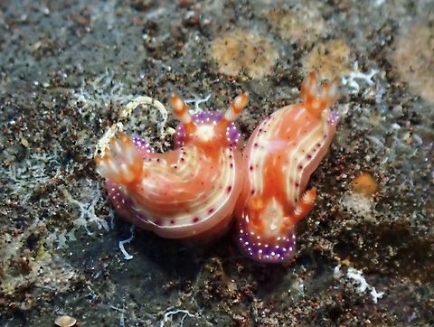 Paradise Nudibranch X2 Bali,Hypselodoris paradisa,Indonesia,Nudibranch,Tulamben