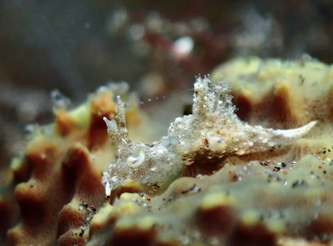 Nudibranch - Trapania palmula  Bali,Indonesia,Nudibranch,Trapania palmula,Tulamben