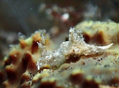 Nudibranch - Trapania palmula  Bali,Indonesia,Nudibranch,Trapania palmula,Tulamben