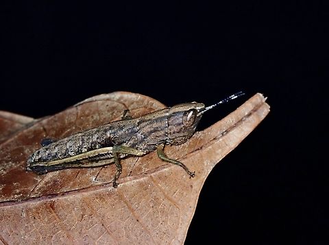 Spur-Throated Grasshopper - Bacuita excentrica  Bacuita excentrica,Grasshopper,Palawan,Philippines,Spur-Throated Grasshopper