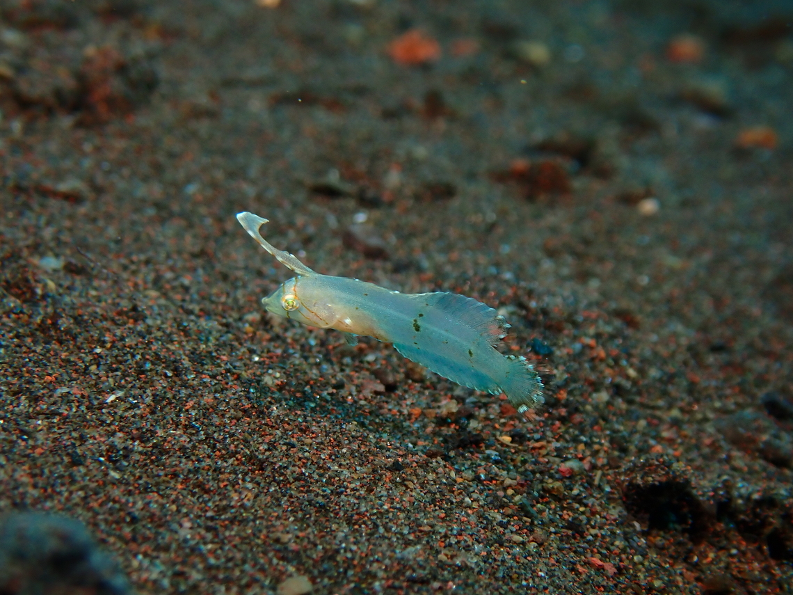 Peacock Razorfish - Iniistius pavo  Bali,Fish,Indonesia,Iniistius pavo,Peacock Razorfish,Tulamben