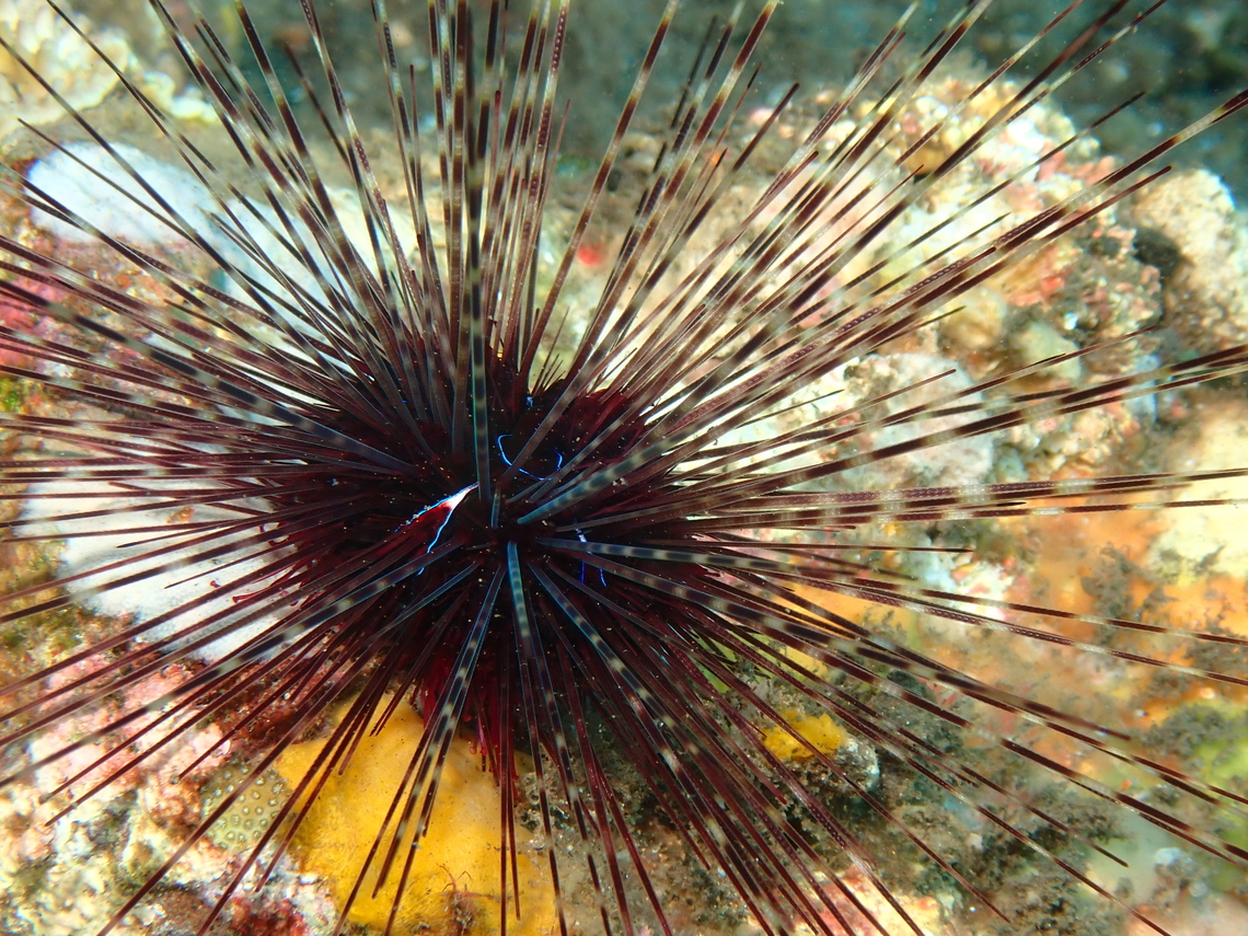 Black Longspine Urchin - Diadema setosum  Bali,Black Longspine Urchin,Diadema setosum,Indonesia,Sea Urchin,Tulamben,Urchin