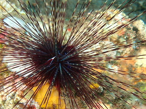 Black Longspine Urchin - Diadema setosum  Bali,Black Longspine Urchin,Diadema setosum,Indonesia,Sea Urchin,Tulamben,Urchin