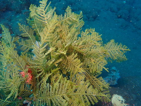 Stinging Hydroid - Pachyrhynchia cuppressina  Bali,Hydroid,Indonesia,Pachyrhynchia cuppressina,Stinging Hydroid,Tulamben