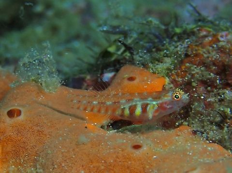 Goby - Eviota pictifacies  Anilao,Batangas,Eviota pictifacies,Fish,Goby,Philippines