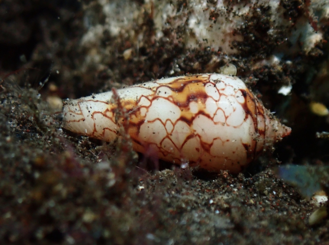 Textine Cone - Conus textile  Bali,Cone Shell,Conus textile,Indonesia,Shell,Textile Cone,Tulamben