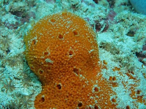 Sea Sponge - Dragmacidon australe  Dragmacidon australe,Mabul,Malaysia,Sabah,Sea Sponge