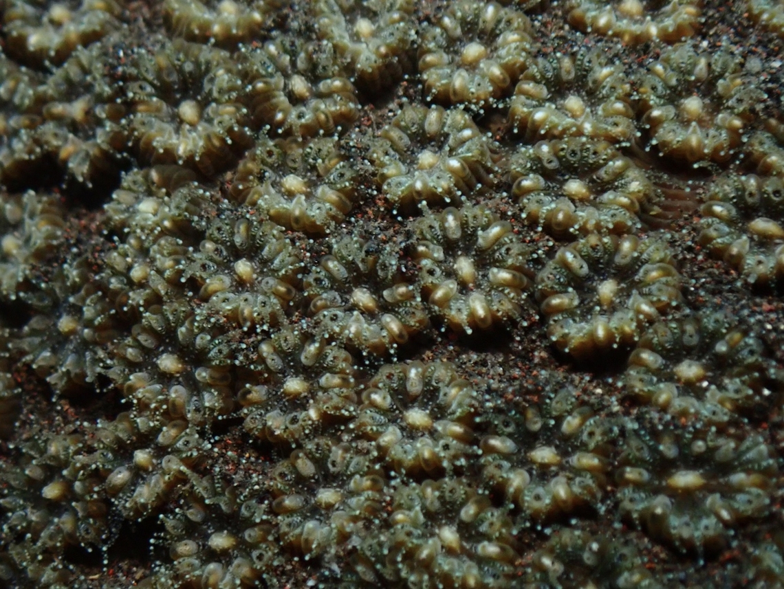 Stony Corals - Oulastrea crispata  Bali,Corals,Indonesia,Oulastrea crispata,Stony Corals,Tulamben