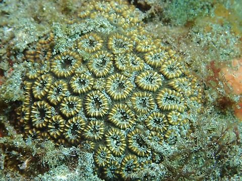 Stony Corals - Oulastrea crispata  Anilao,Batangas,Corals,Oulastrea crispata,Philippines,Stony Corals