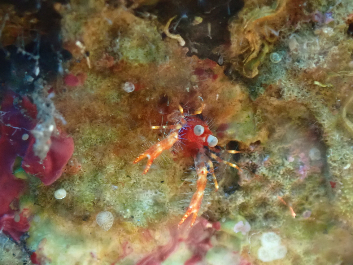 Olivar's squat lobster - Trapezionida olivarae  Bali,Indonesia,Olivar's Squat Lobster,Squat Lobster,Trapezionida olivarae,Tulamben