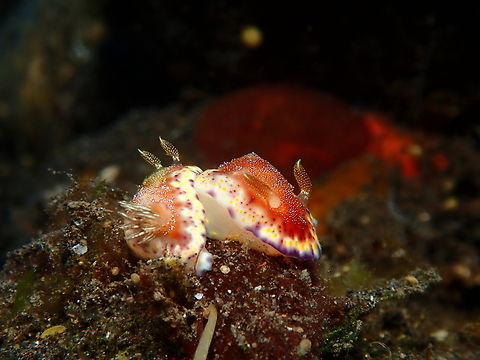 Nudis Mating  Bali,Collingwoods Chromodoris,Goniobranchus collingwoodi,Indonesia,Nudibranch,Tulamben