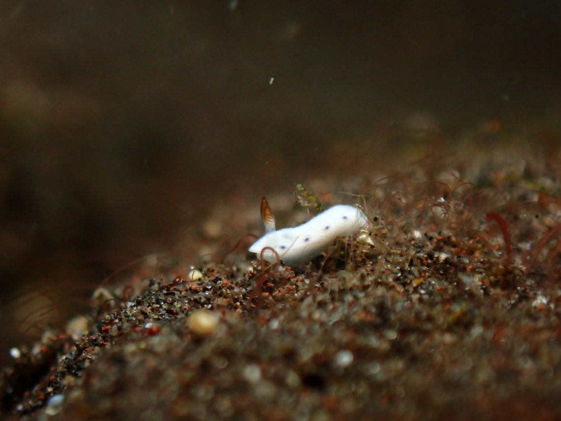 Nudibranch - Hypselodoris lacuna  Bali,Hypselodoris lacuna,Indonesia,Nudibranch,Tulamben