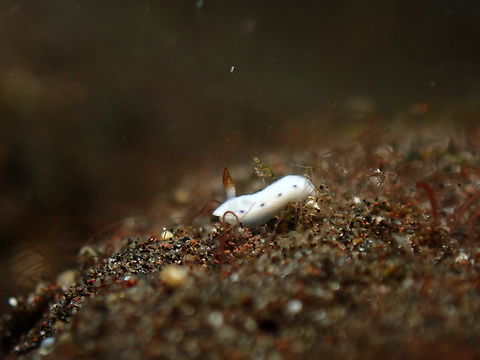 Nudibranch - Hypselodoris lacuna  Bali,Hypselodoris lacuna,Indonesia,Nudibranch,Tulamben