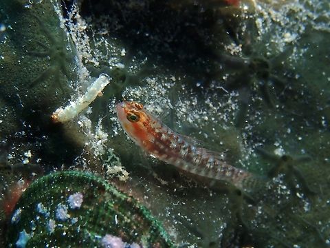 Rosy Eviota - Eviota storthynx  Cebu,Eviota storthynx,Fish,Goby,Malapascua,Philippines,Rosy Eviota