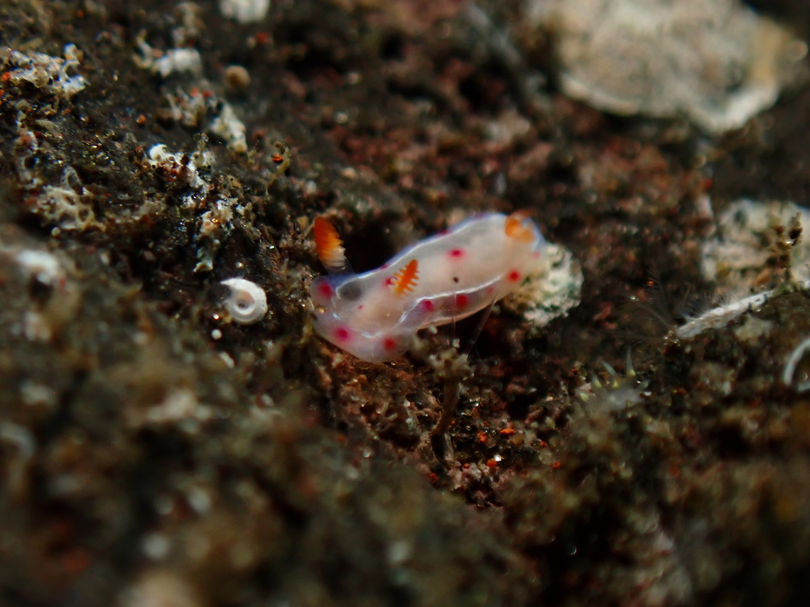 Decumbent Spanish Dancer - Hexabranchus lacer Juvenile Bali,Decumbent Spanish Dancer,Hexabranchus lacer,Indonesia,Nudibranch,Spanish Dancer,Tulamben